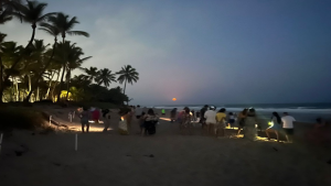 Alerta em Busca Vida: descuido e curiosidade durante desova das tartarugas podem custar milhares de vidas