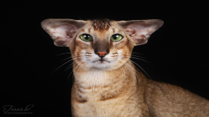 Com mais de 20 espécies, Mostra de Gatos da GatoGrupo acontece neste sábado (31) em Lauro de Freitas