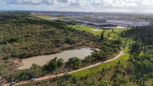 Caju, ipê, jacarandá e pitanga: BYD planta mais de 15 mil mudas nativas da Mata Atlântica em Camaçari