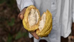Brasil suspende importação de cacau da Costa do Marfim; entenda